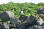 PICTURES/Puffin Express - Boat Tour Around Puffin Island/t_Puffins (23).JPG